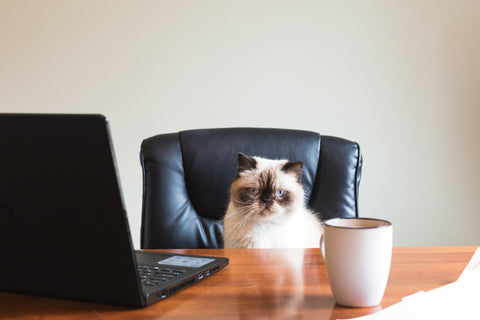 Lazy Consulting